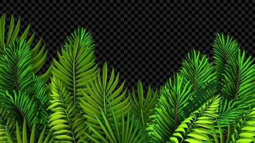 Palm Tree Leaves Transition