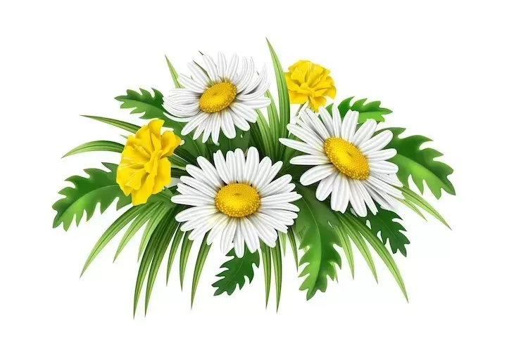 Vector realistic filed flowers bouquet. daisy and cornflowers. chamomile yellow with white flowers and green leaves. summer florals.