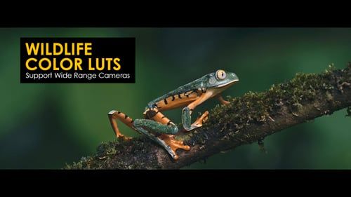 Wildlife Color LUTs