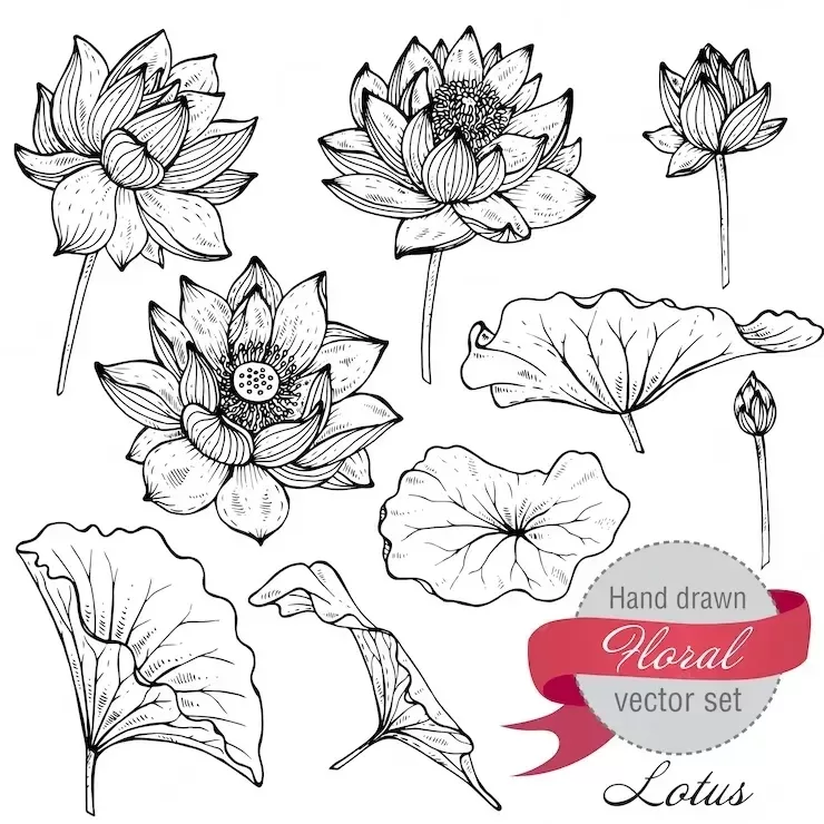 Set of hand drawn lotus flowers and leaves.