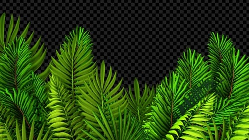 Palm Tree Leaves Transition