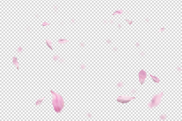 Falling pink petals on transparent background